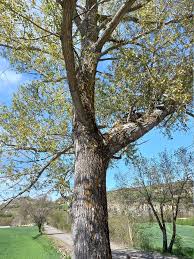 Attēlu rezultāti vaicājumam “Populus x canadensis”