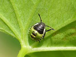 Attēlu rezultāti vaicājumam “Palomena prasina nymph”