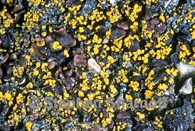 Attēlu rezultāti vaicājumam “Candelariella sp.”