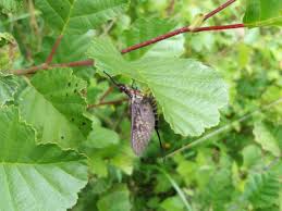 Attēlu rezultāti vaicājumam “Ephemera sp.”