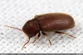 Attēlu rezultāti vaicājumam “Priobium carpini”