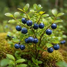 Attēlu rezultāti vaicājumam “Vaccinium myrtillus leaf”