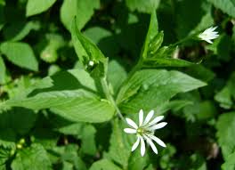 Attēlu rezultāti vaicājumam “Stellaria nemorum flower”