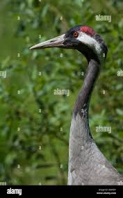 Attēlu rezultāti vaicājumam “Grus grus adult”