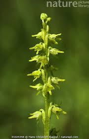 Attēlu rezultāti vaicājumam “Herminium monorchis”