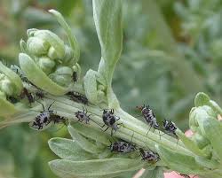 Attēlu rezultāti vaicājumam “Macrosiphoniella absinthii”