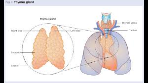 Image result for Thymus
