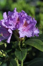 Attēlu rezultāti vaicājumam “Rhododendron catawbiense flower”