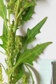 Attēlu rezultāti vaicājumam “Chenopodium rubrum”