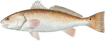 Image result for Sciaenops ocellatus