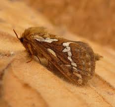 Attēlu rezultāti vaicājumam “Hepialus lupulinus”