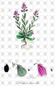 Attēlu rezultāti vaicājumam “Polygala amarella leaf”