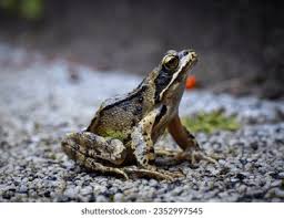 Attēlu rezultāti vaicājumam “Rana temporaria adult”