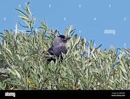 Attēlu rezultāti vaicājumam “Corvus monedula adult”