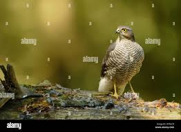 Attēlu rezultāti vaicājumam “Accipiter nisus female”