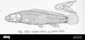 Image result for Amia calva