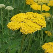 Image result for Achillea millefolium
