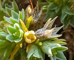 Attēlu rezultāti vaicājumam “Scleranthus annuus flower”