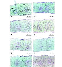 Attēlu rezultāti vaicājumam “Zea mays leaf”
