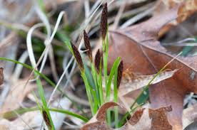 Attēlu rezultāti vaicājumam “Carex caryophyllea flower”