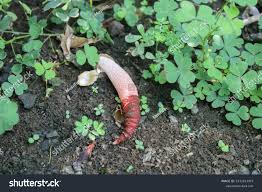 Attēlu rezultāti vaicājumam “Mutinus ravenelii”