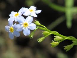 Attēlu rezultāti vaicājumam “Myosotis laxa subsp. baltica”