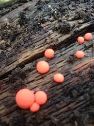 Attēlu rezultāti vaicājumam “Lycogala conicum spores”