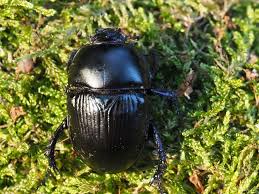 Attēlu rezultāti vaicājumam “Geotrupes”