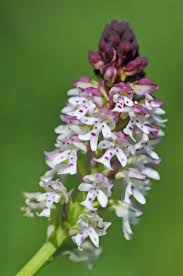 Attēlu rezultāti vaicājumam “Orchis ustulata”