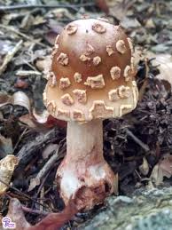 Attēlu rezultāti vaicājumam “Amanita rubescens”