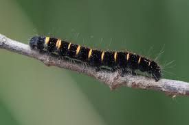 Attēlu rezultāti vaicājumam “Badhamia bethelii macro”