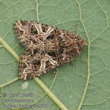 Attēlu rezultāti vaicājumam “Hadena rivularis”