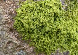 Attēlu rezultāti vaicājumam “Metzgeria furcata”