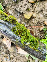 Attēlu rezultāti vaicājumam “Hymenostylium recurvirostrum macro”