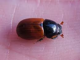 Attēlu rezultāti vaicājumam “Aphodius subterraneus”