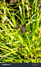 Attēlu rezultāti vaicājumam “Cyperus fuscus fruit”