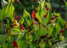 Attēlu rezultāti vaicājumam “Cypripedium calceolus flower”