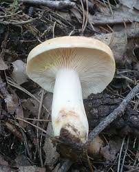 Attēlu rezultāti vaicājumam “Lactarius”