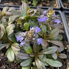 Image result for Ajuga reptans