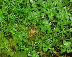 Attēlu rezultāti vaicājumam “Callitrichaceae”