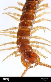 Attēlu rezultāti vaicājumam “Lithobius forficatus”