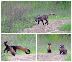 Attēlu rezultāti vaicājumam “Martes”