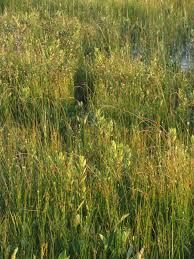 Attēlu rezultāti vaicājumam “Rhynchospora fusca”