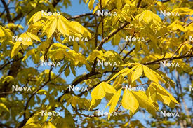 Attēlu rezultāti vaicājumam “Aesculus x neglecta”