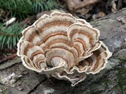 Attēlu rezultāti vaicājumam “Trametes versicolor”