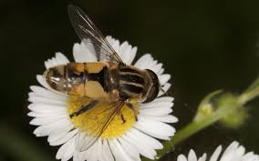 Attēlu rezultāti vaicājumam “Helophilus hybridus”