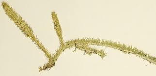 Attēlu rezultāti vaicājumam “Lycopodiella inundata”