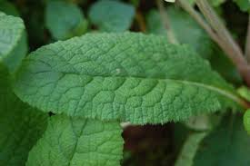 Attēlu rezultāti vaicājumam “Primula veris leaf”