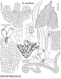 Attēlu rezultāti vaicājumam “Orthotrichum pumilum”