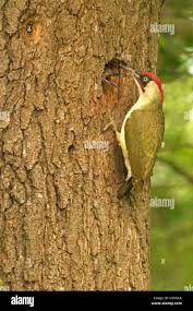 Attēlu rezultāti vaicājumam “Picus viridis nest”